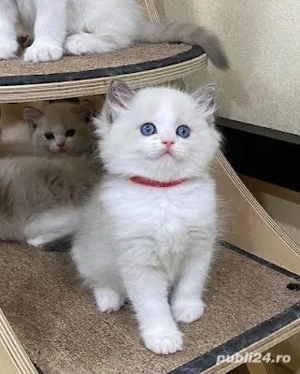 Ragdoll baietei si fetite