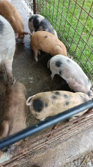 Purcei de vânzare, Maramures