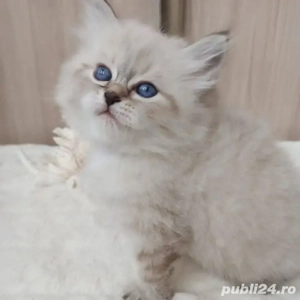 Ragdoll baietei si fetite 