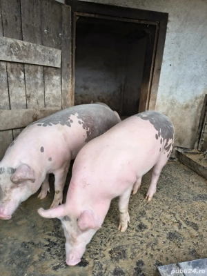 Porci pentu sacrificat