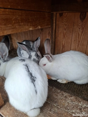 vand iepuri - imagine 2