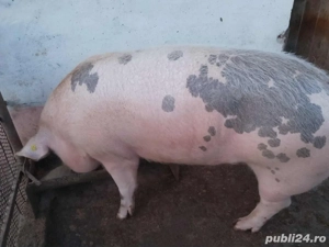 Porc de vânzare. - imagine 2