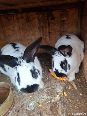 vand iepuri - imagine 3