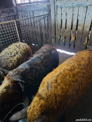 vand porci - imagine 4