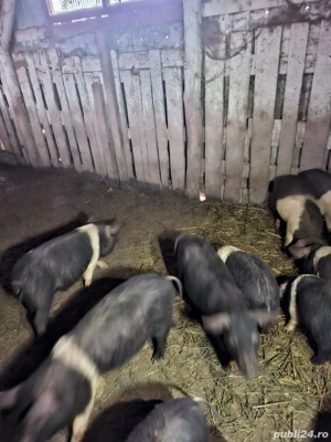 vand porci - imagine 3