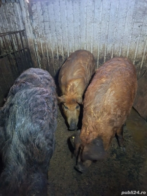 vand porci - imagine 2