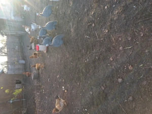 Curci si curcan crescuti cu cereale