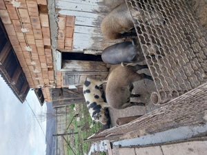 Porci de vânzare 