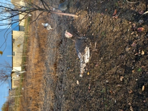 Curci si curcan crescuti cu cereale - imagine 3