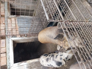 Porci de vânzare  - imagine 4