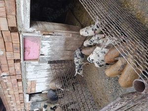 Porci de vânzare  - imagine 5