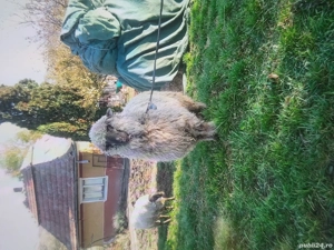 Pentru detalii la nr zero sapte trei trei doi patru doi trei sapte sapte .    .Ceclan Mircea - imagine 2