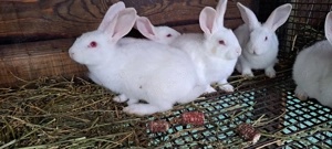 Iepuri de vanzare hycole francez rasa de carne creștere rapida - imagine 2