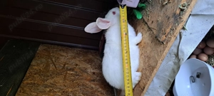 Iepuri de vanzare hycole francez rasa de carne creștere rapida