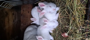 Iepuri de vanzare hycole francez rasa de carne creștere rapida - imagine 4