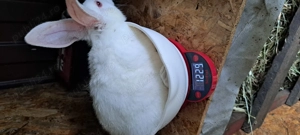 Iepuri de vanzare hycole francez rasa de carne creștere rapida - imagine 3