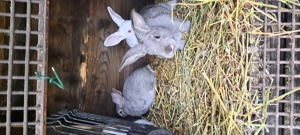 Iepuri de vanzare hycole francez rasa de carne creștere rapida - imagine 5