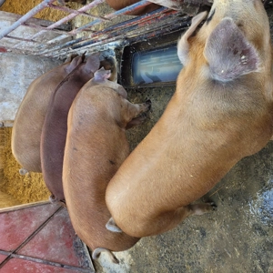 Vând porci rasa de carne - imagine 3