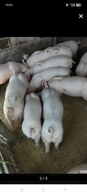 Porci de vânzare  - imagine 4