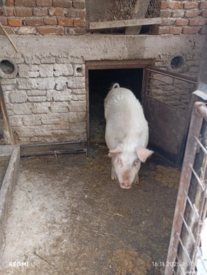 Purcea de vânzare. - imagine 3