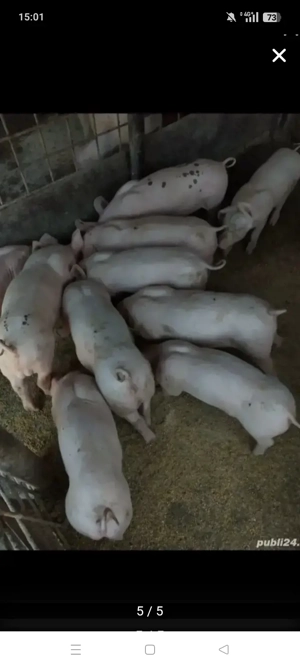 Porci de vânzare  - imagine 2