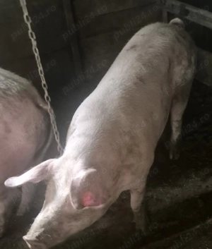 Vând porc castrat, și crescut bio!! - imagine 2