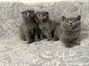 British Shorthair Scottish Fold 