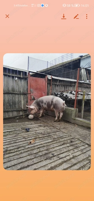 Vând porci  - imagine 3