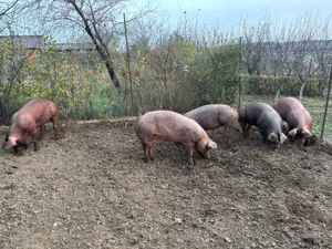 Porci Duroc pentru sărbători 