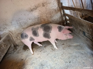 vând porc gras pietrain 150-160 kg pret 14 lej kg 