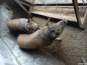 porci duroc 90-110 kg