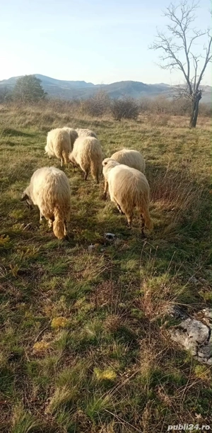9 oi de vanzare - imagine 2