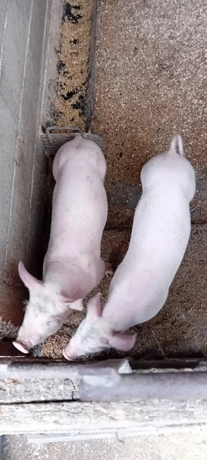 Purcei rasa Marele Alb