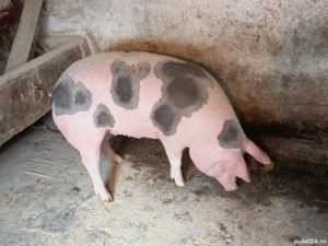 vând porc pietrain rasa de carne 150-160 kg pret 14 lej kg  - imagine 2