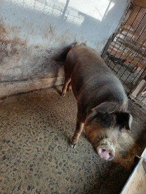 Vând porc  - imagine 2