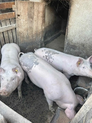 Porci de vanzare 