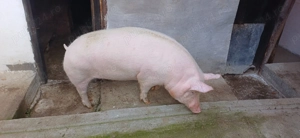 Porc de vânzare 