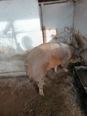 Vând porc  - imagine 4