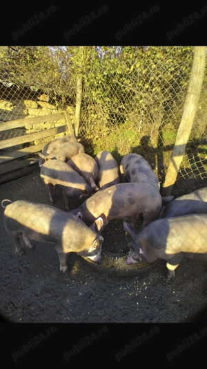 Purcei Pietrain  - imagine 3