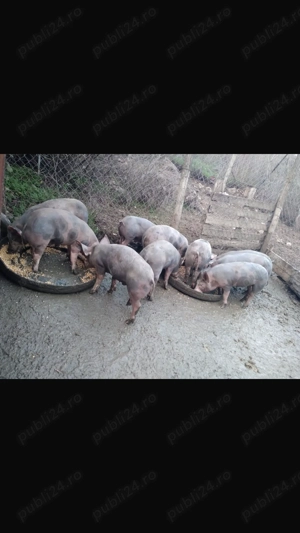 Purcei Pietrain  - imagine 2