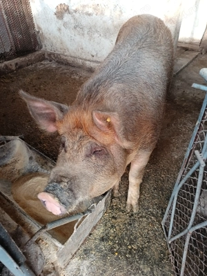 Vând porc  - imagine 3