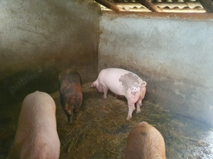 Vand porci crescuti natural - imagine 3