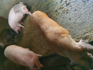 Vand porci crescuti natural - imagine 4