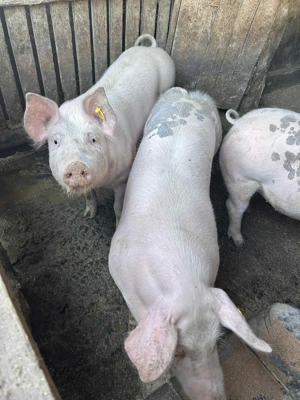 Porci de vanzare  - imagine 3