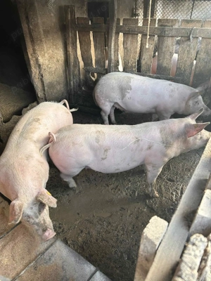 Porci de vanzare  - imagine 4