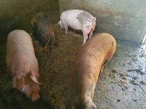 Vand porci crescuti natural - imagine 2