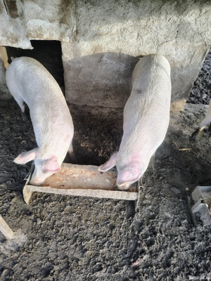 Purcele 90-150 kg - imagine 2