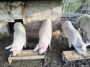 Purcele 90-150 kg - imagine 3