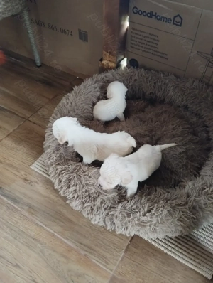 catei bichon maltez - imagine 2