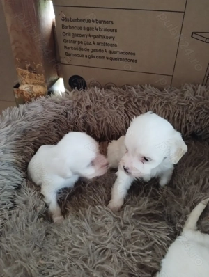 catei bichon maltez - imagine 3